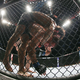 Zabit Magomedsharipov (on top) and Kyle Bochniak grapple during their featherweight bout at UFC 223 last month in Brooklyn